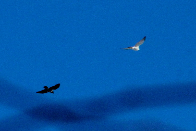 Белая сова и ворона.JPG
